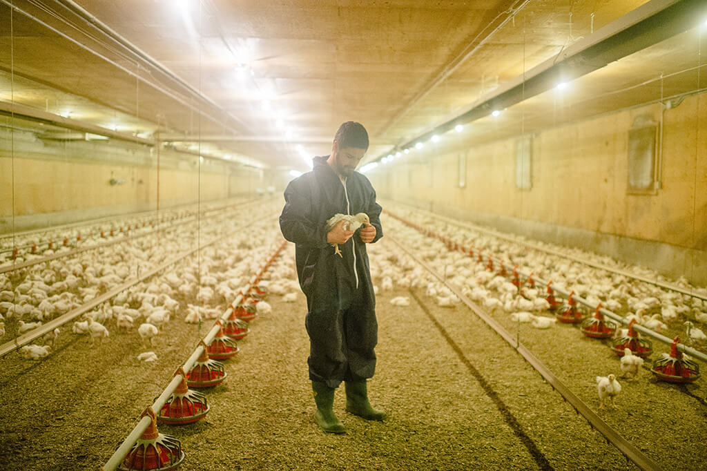 EU Poultry Production Hits Record High