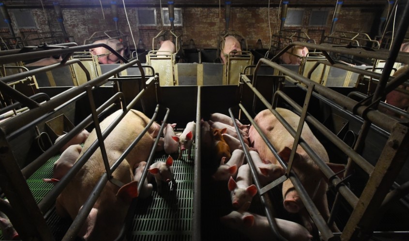 The Moral Value Of Factory Farming