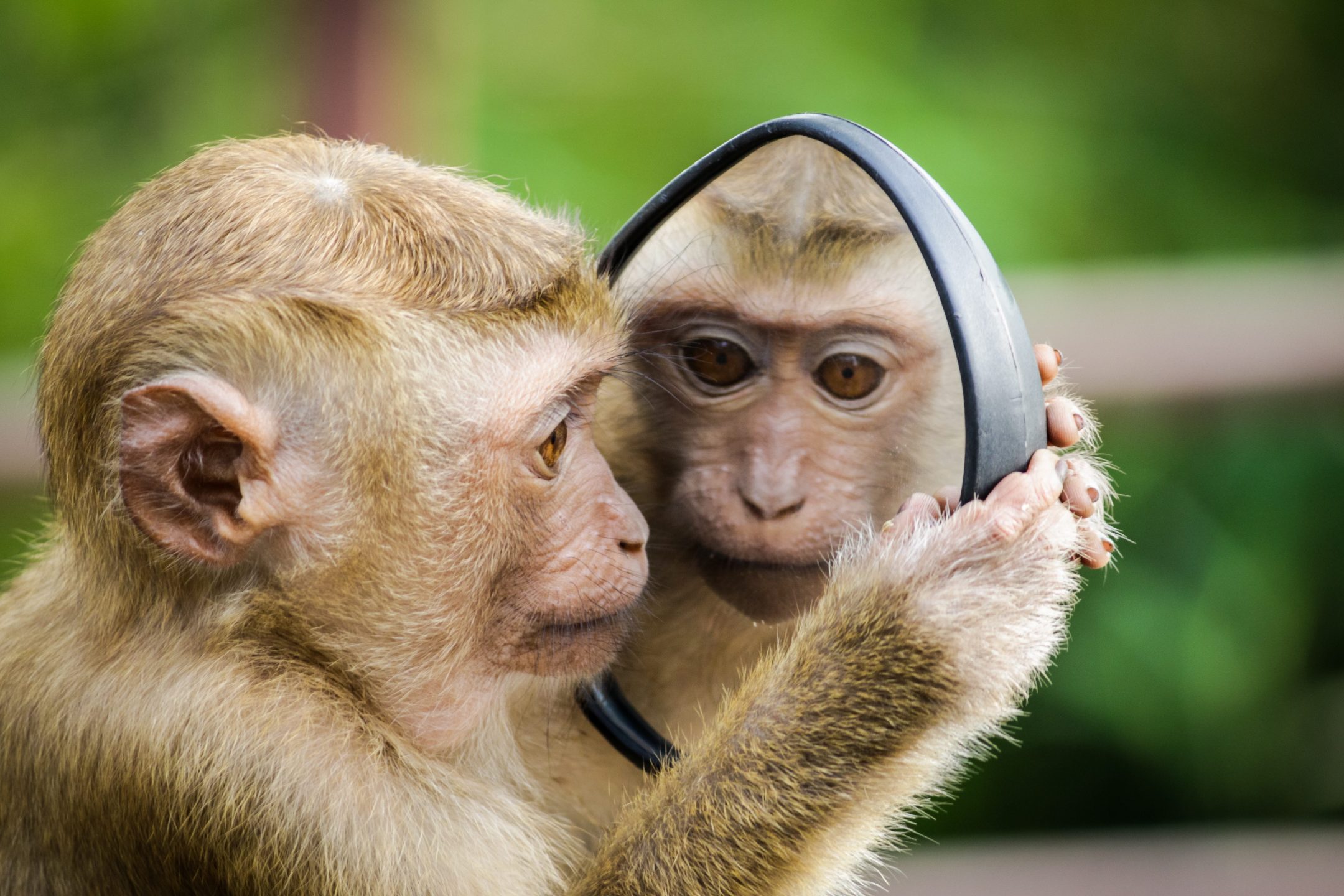 monkey mirror self