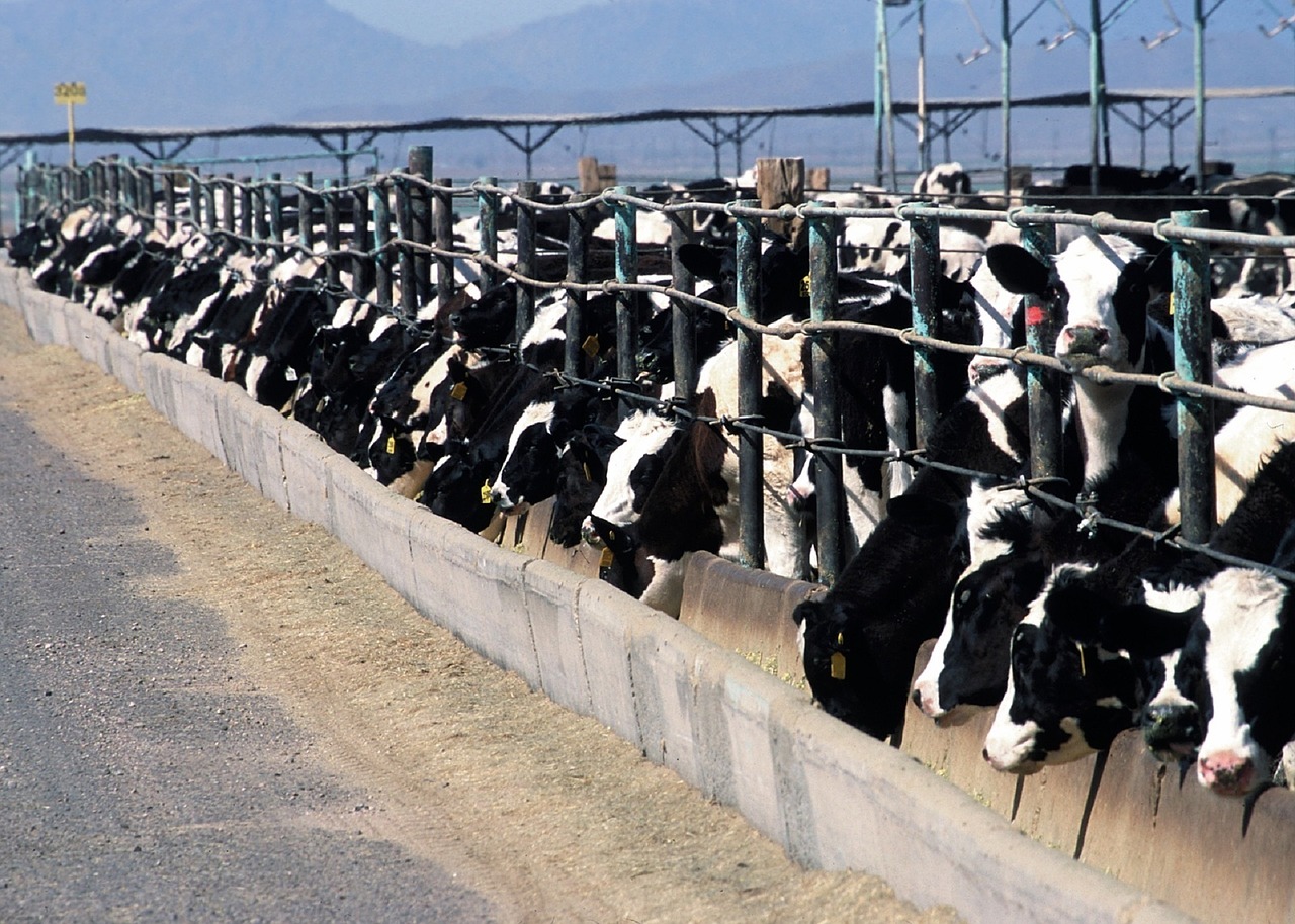 what-is-a-cafo-the-truth-about-animal-agriculture