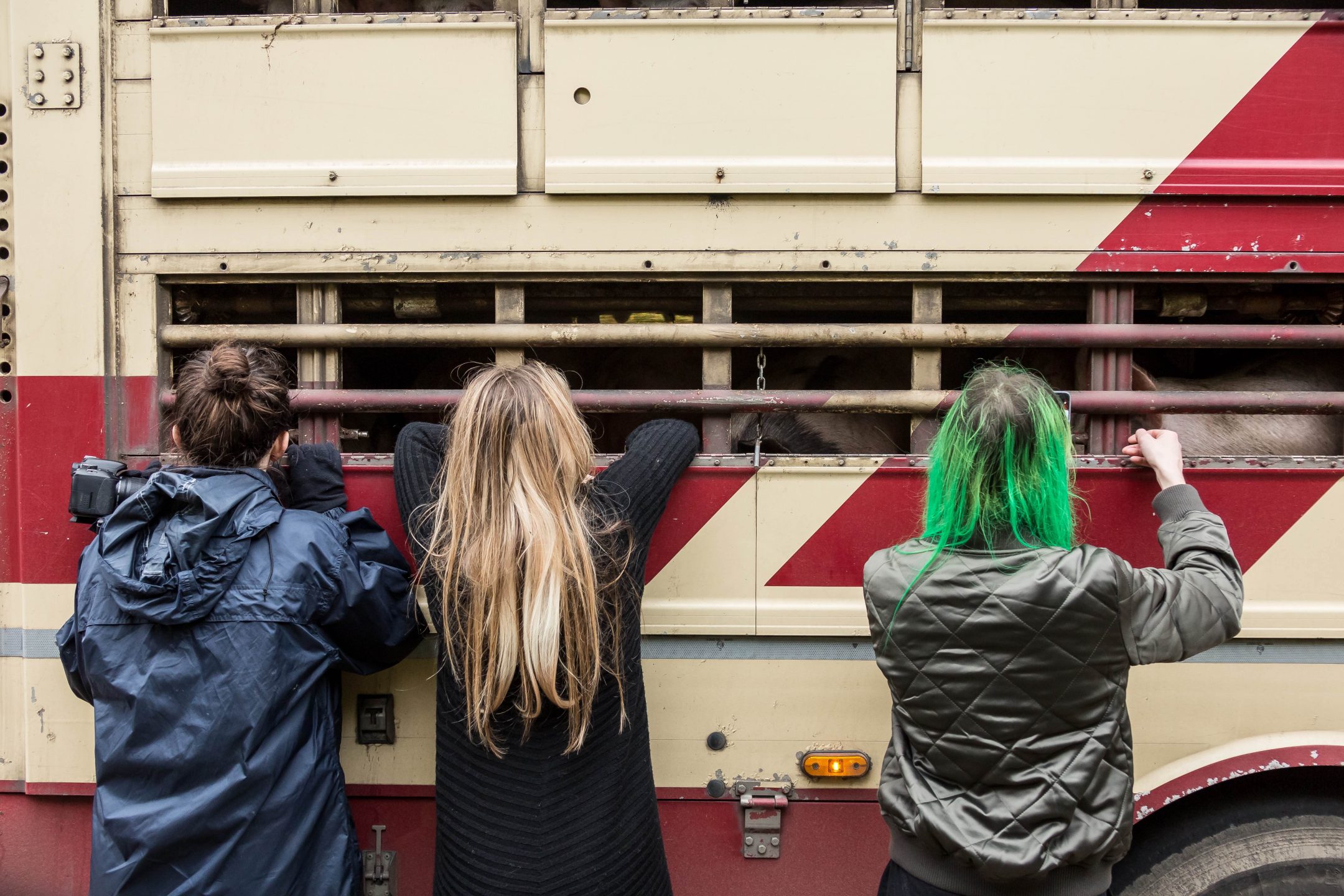 animal transport welfare