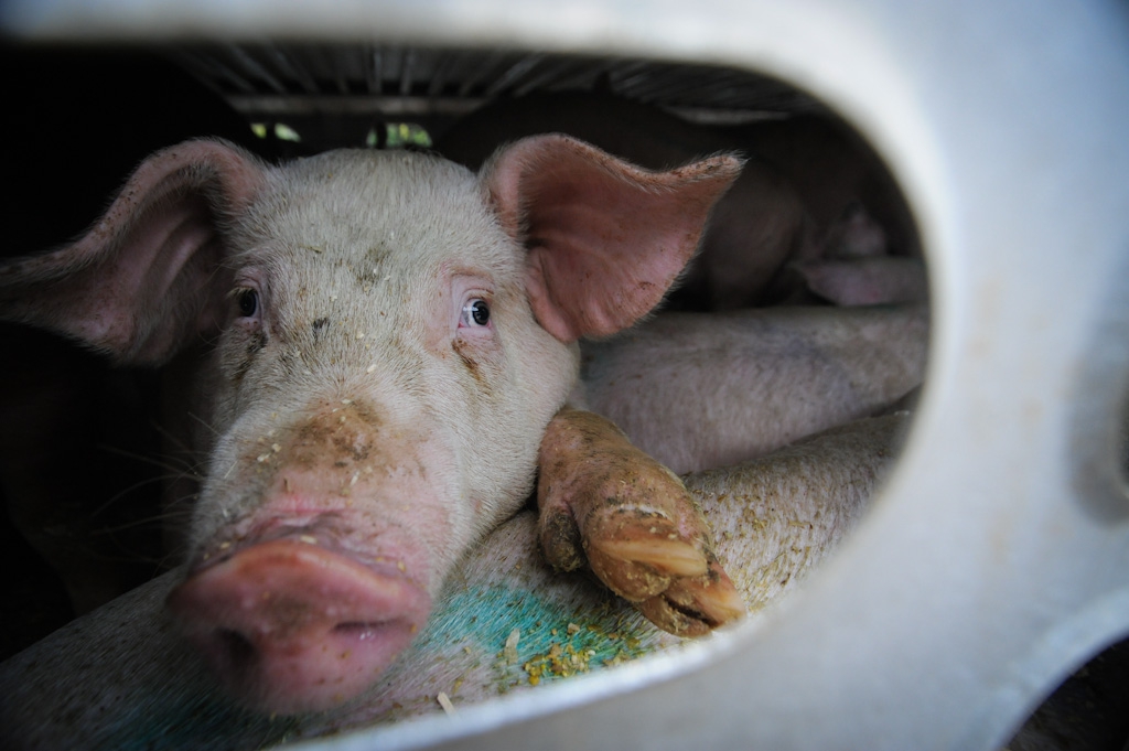 pig slaughterhouse killed