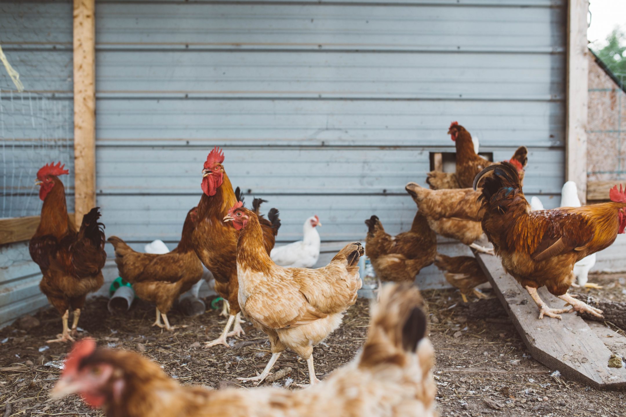 free-range chicken hen
