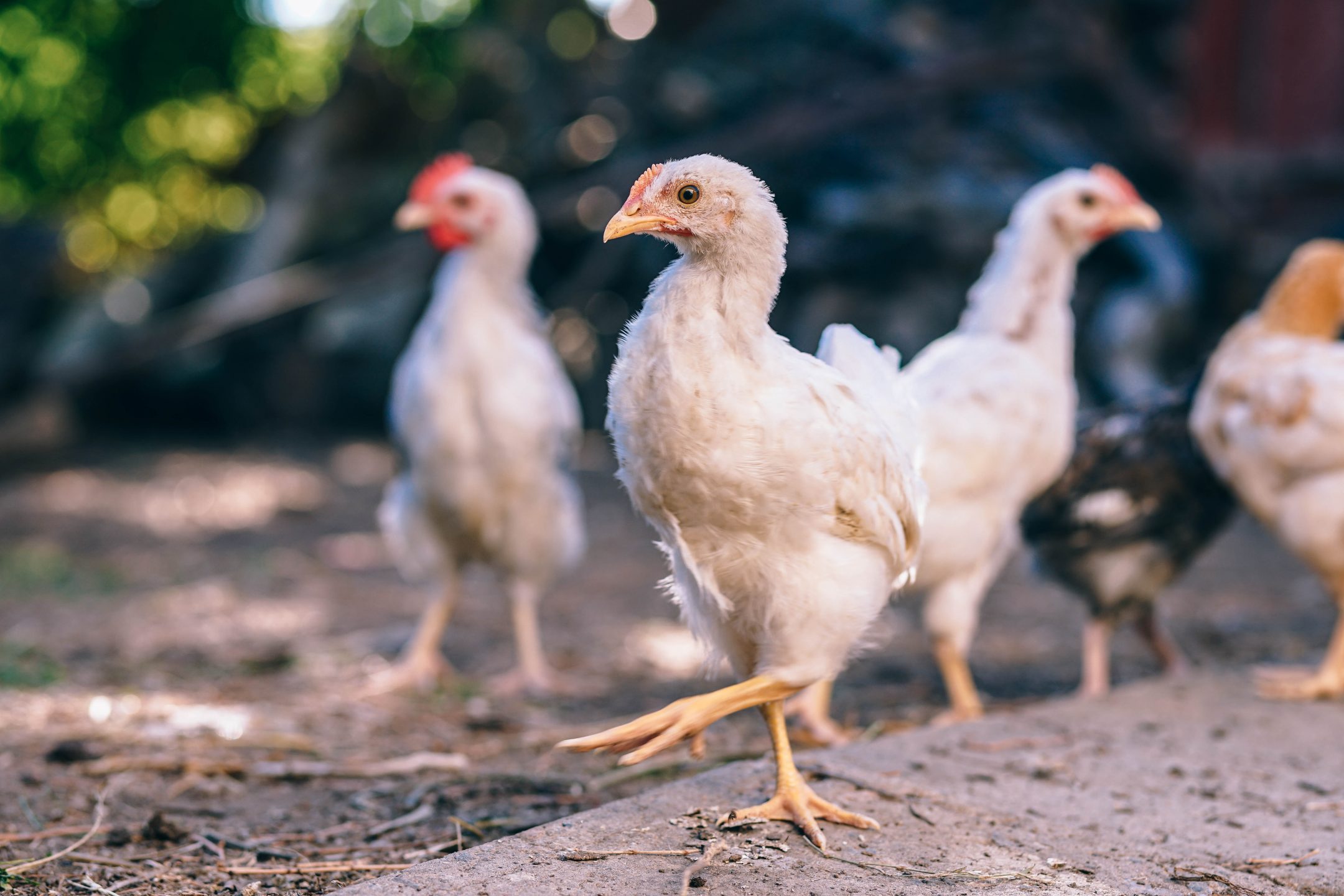 cage free chicken