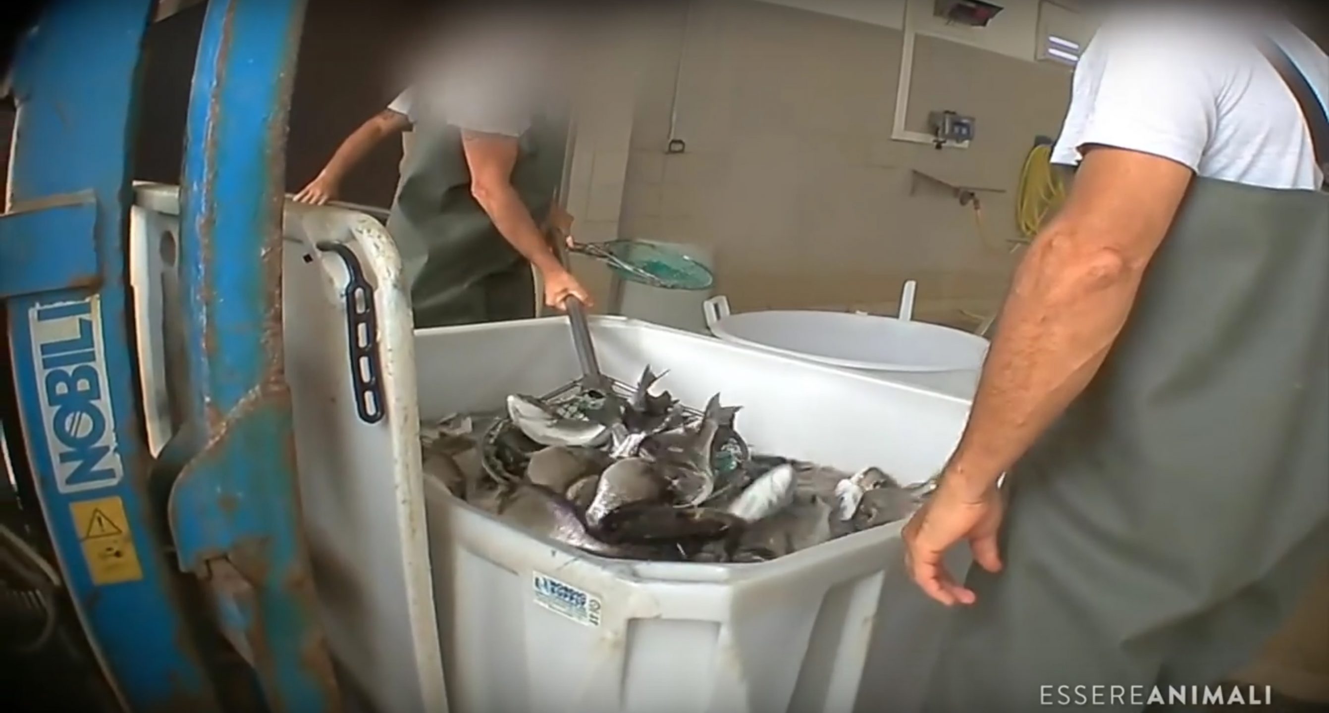 This Video Shows Hundreds of Fish Out of Water and Suffocating; and