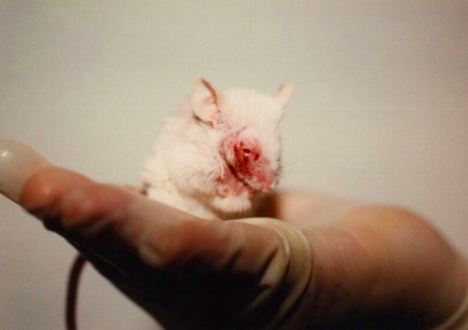 Animal Testing Is Cruel And Doesn T Work Here S Why