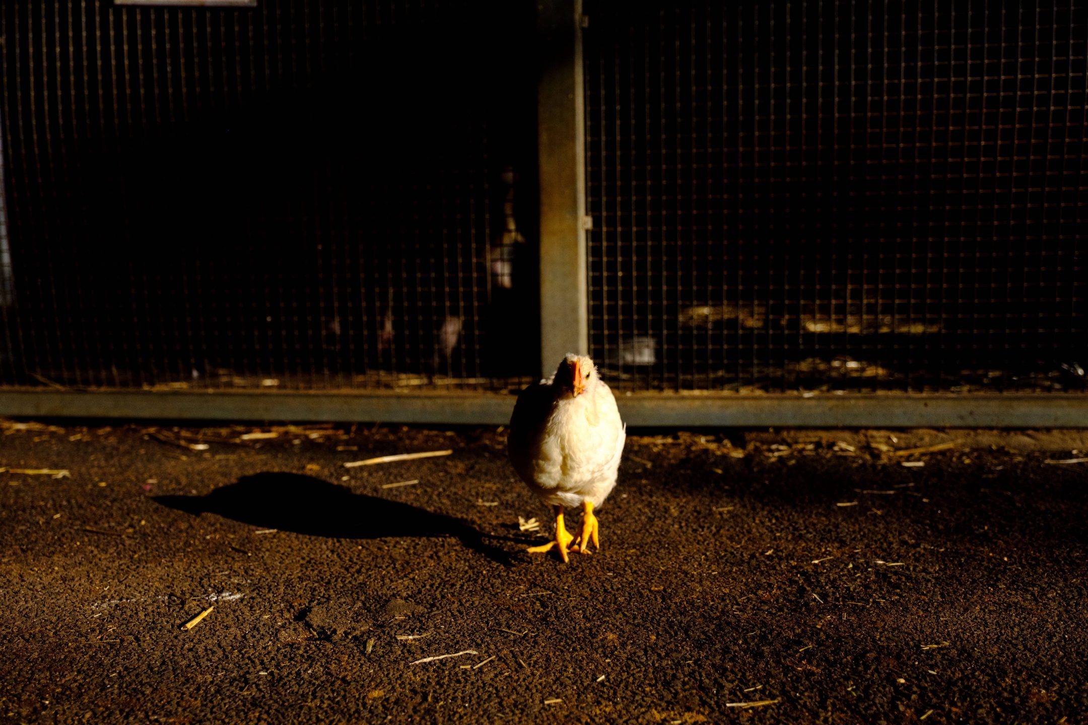 dark chicken farm