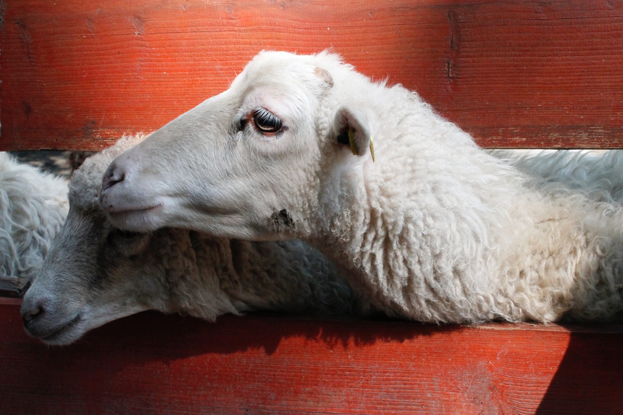 100 Billion Animals Farmed; and Your 5-A-Day