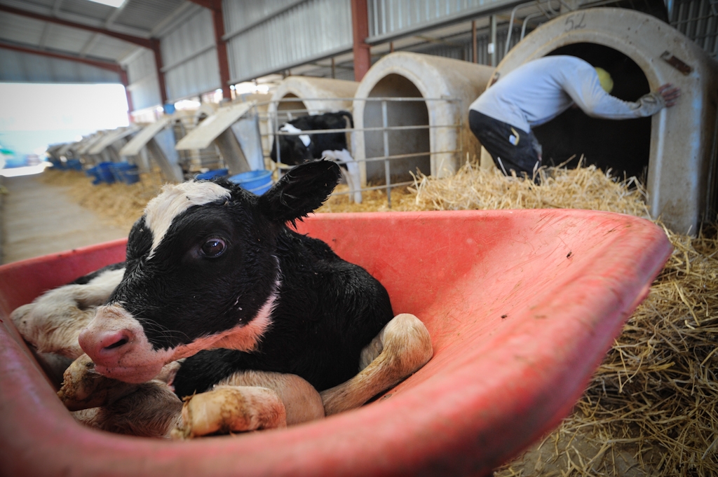 farm policy animals