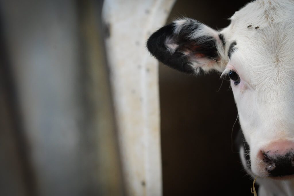 dairy industry cow