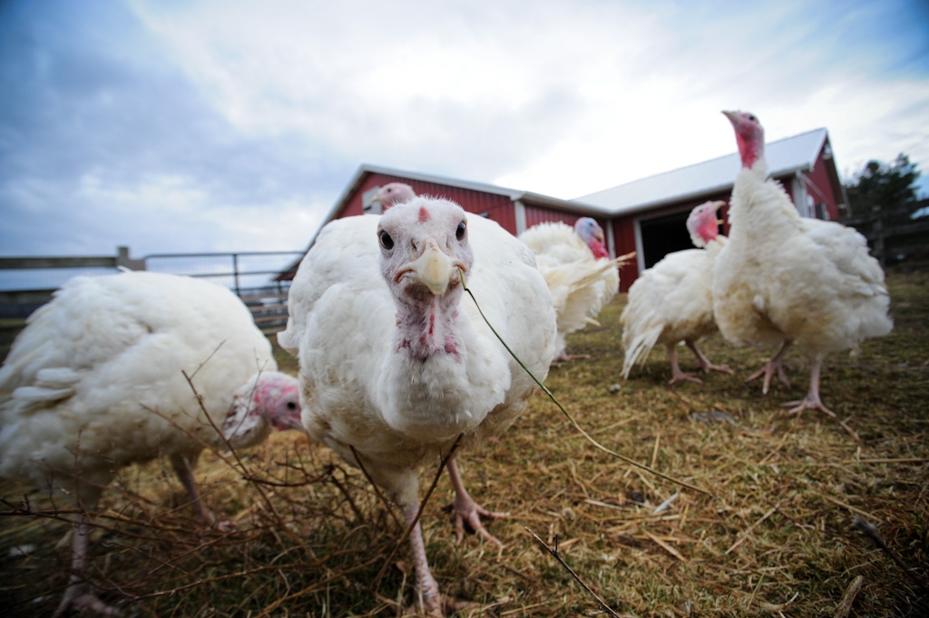 This Utah Farm Is Sparing 100 Turkeys from the Thanksgiving Slaughter