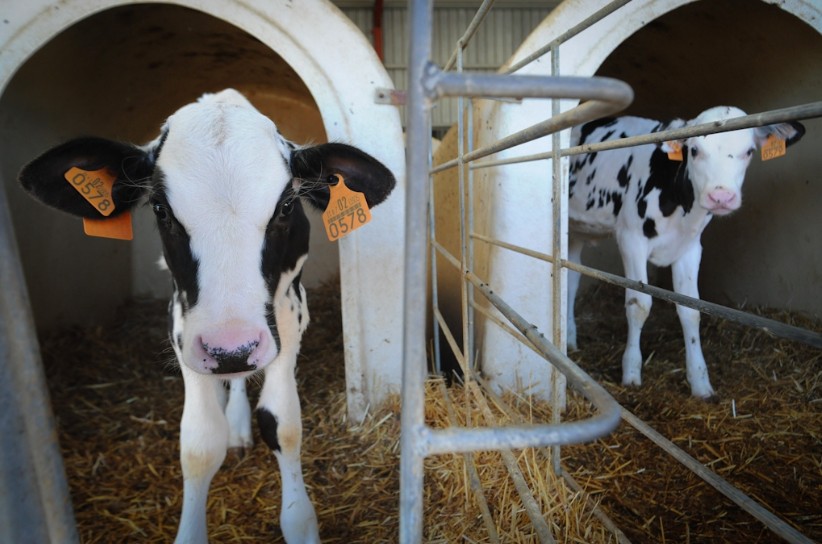 The Meat Industry: How They’ve Trained You to Eat Meat