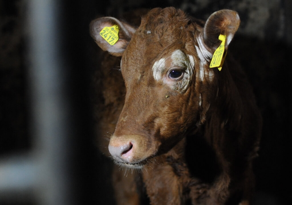 dairy cow farm