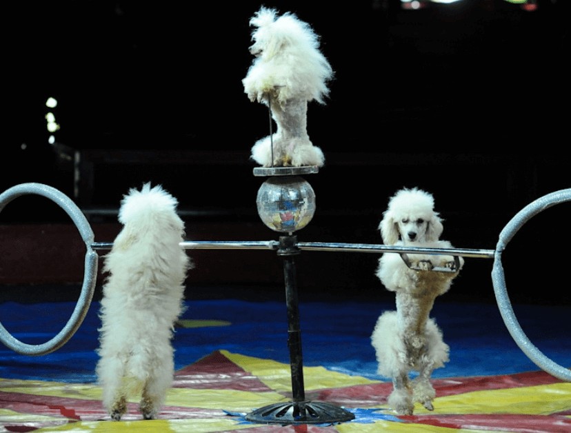 animal cruelty circus