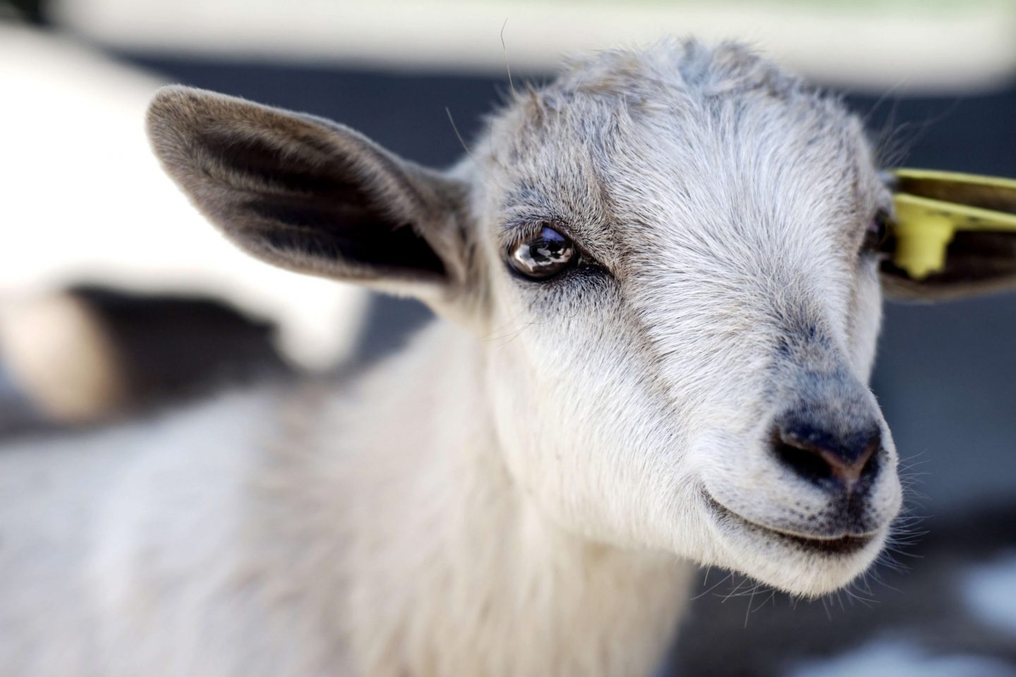 goat animal farm