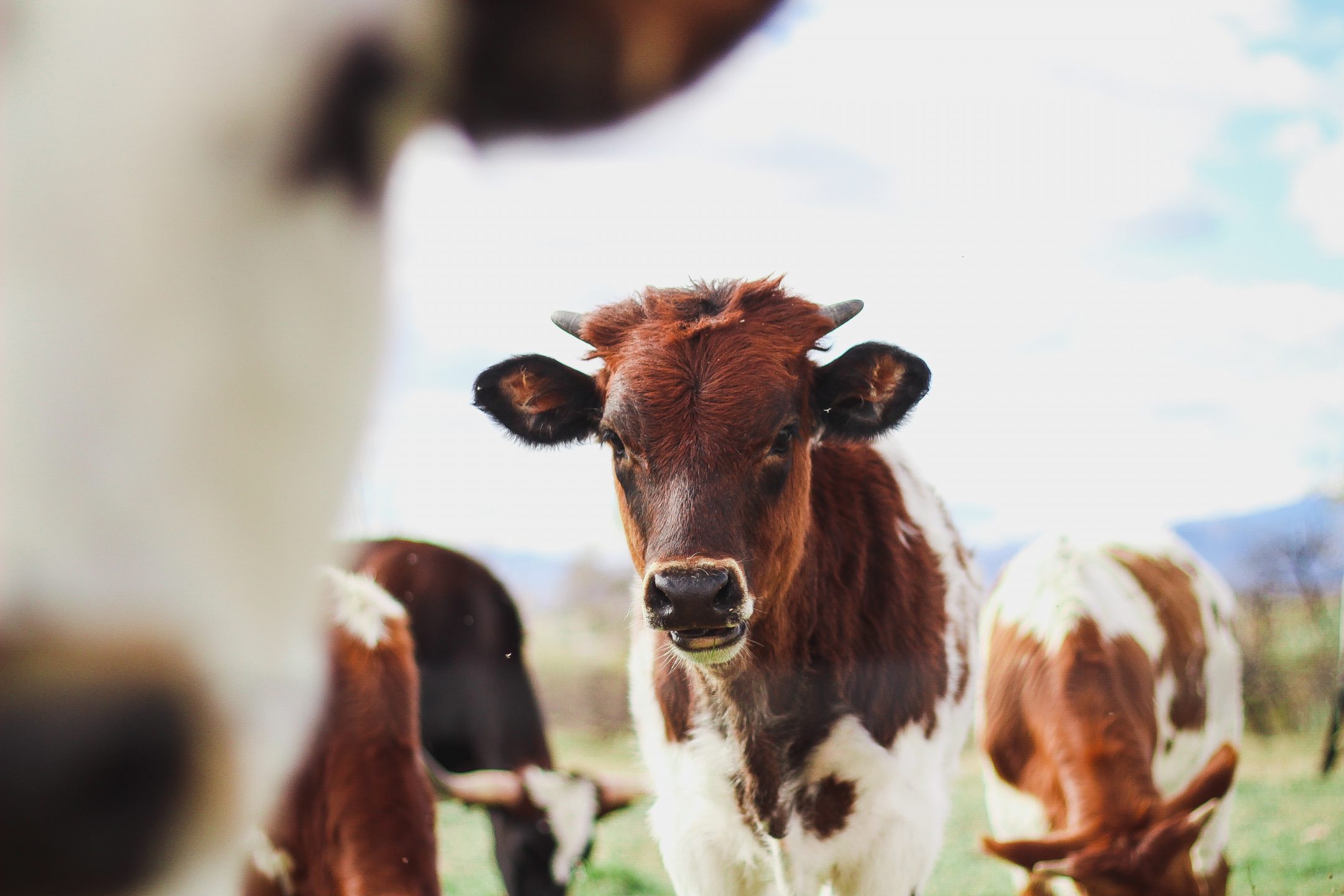cow manure odor