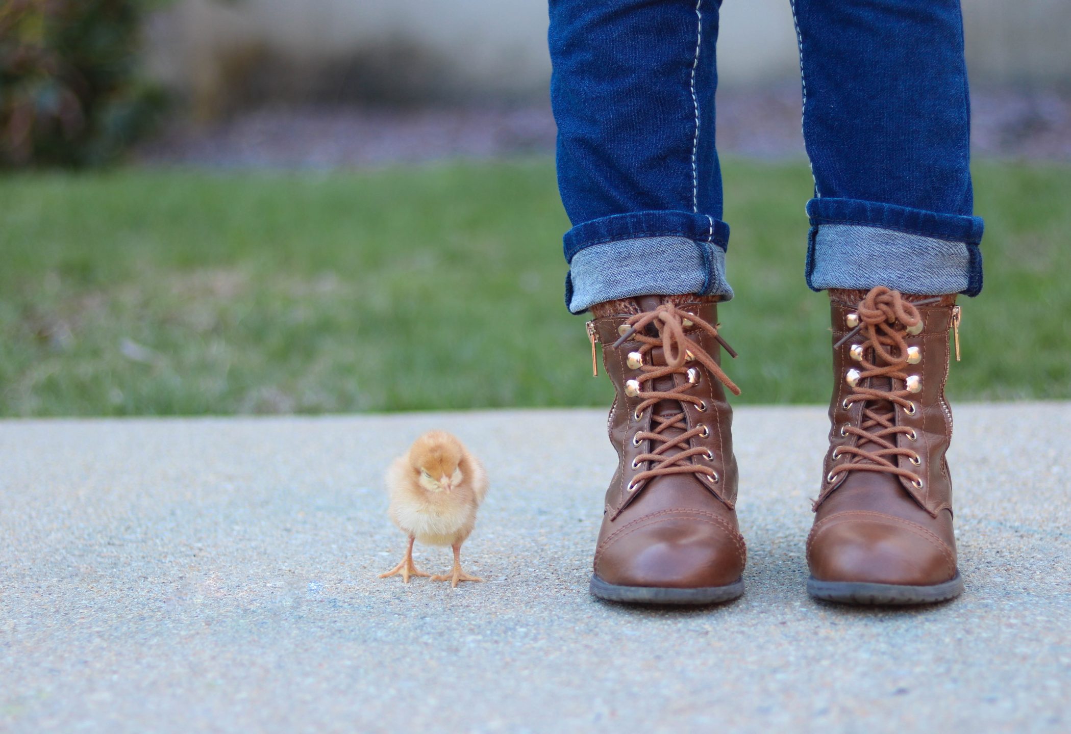 Book Review: The End of Animal Farming by Jacy Reese