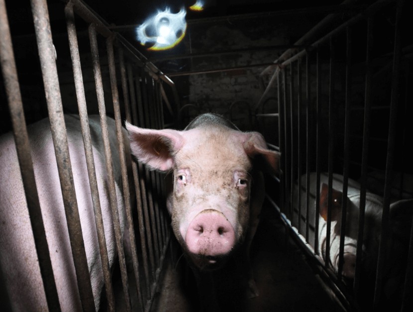 factory farm pigs