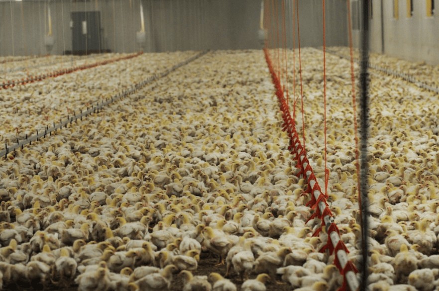 Poultry Farming The Shocking Reality Of Factory Farm Birds