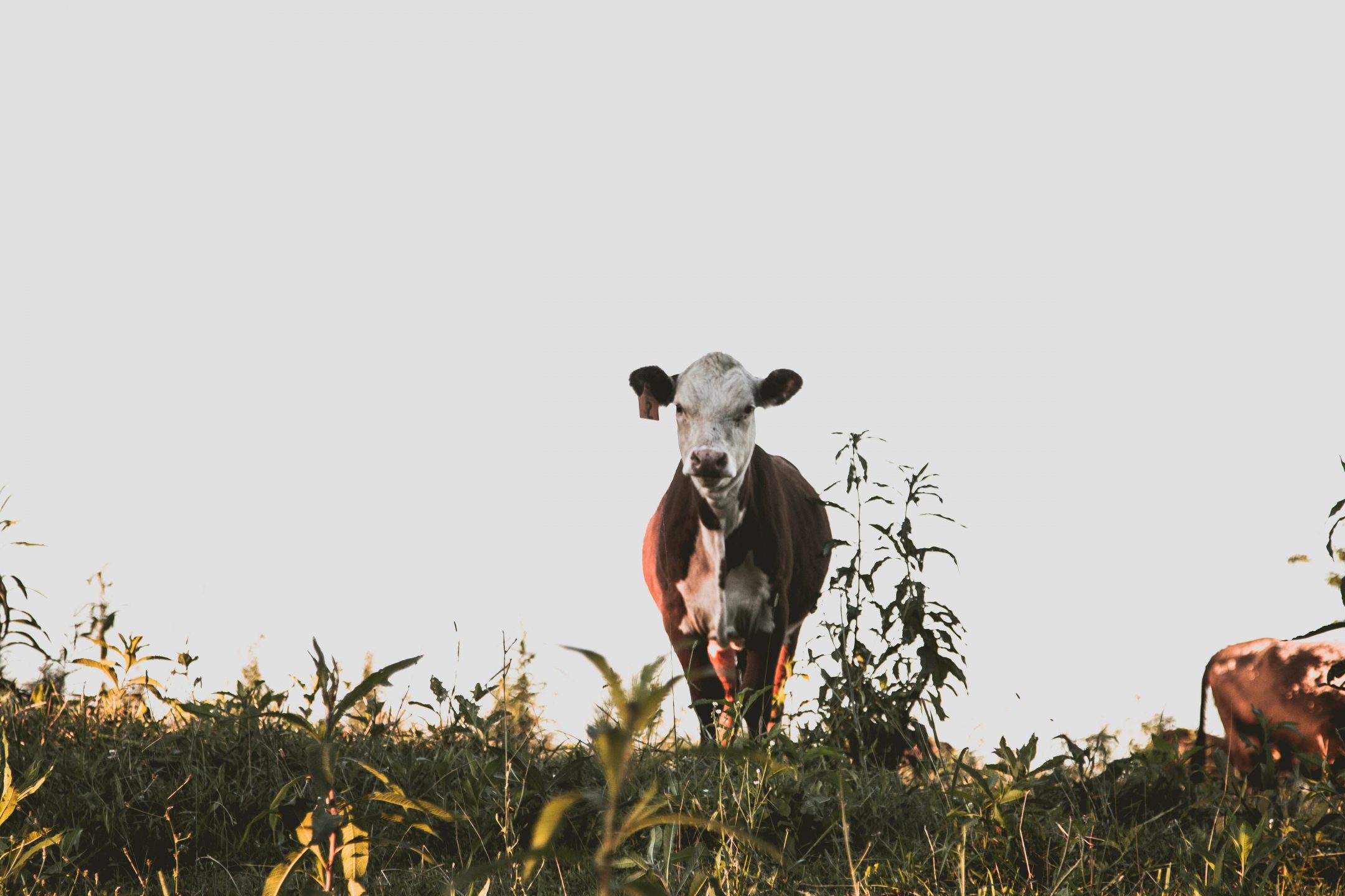 Q&A: Jacy Reese, Author of The End of Animal Farming