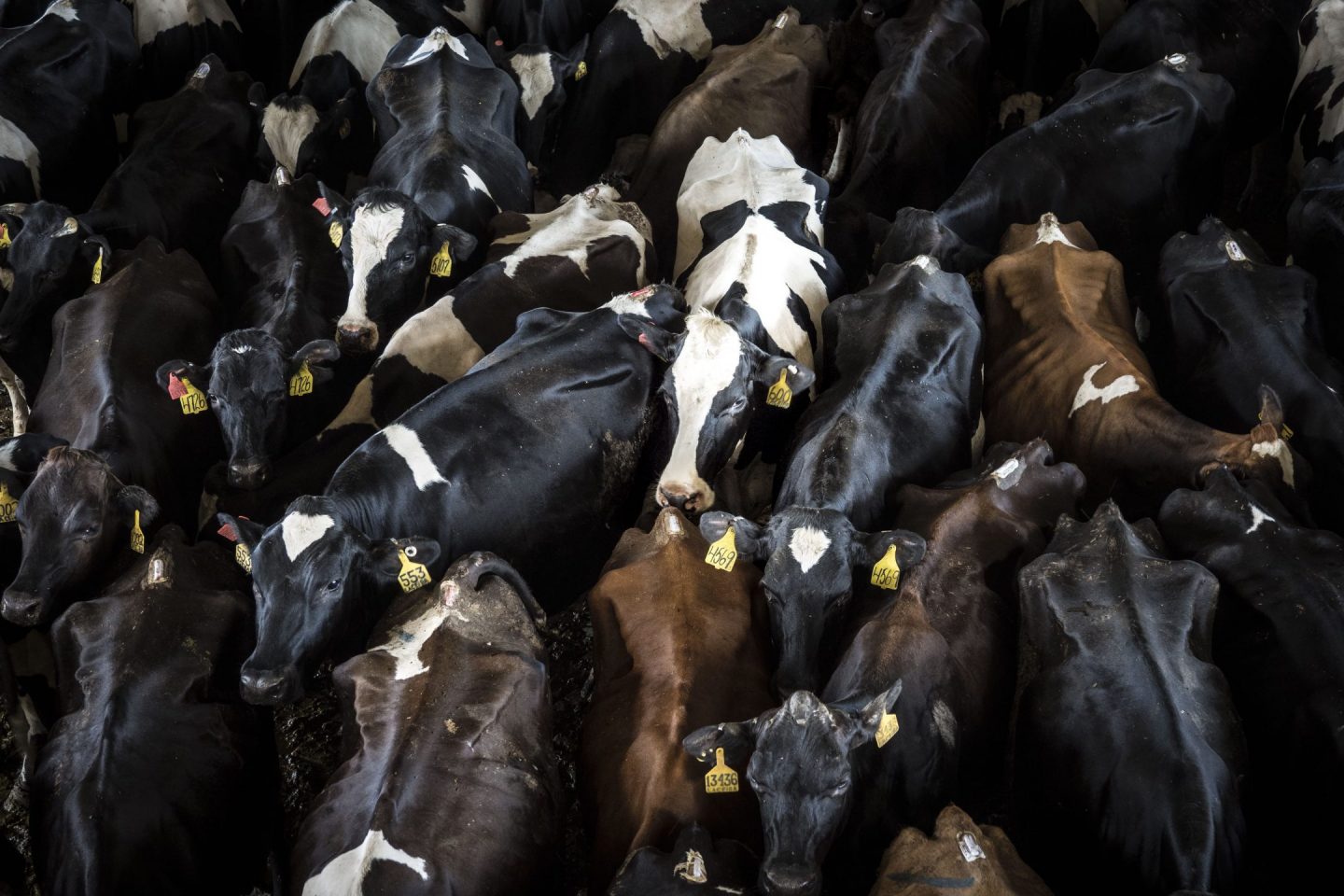 Big Dairy’s Version of Animal Welfare