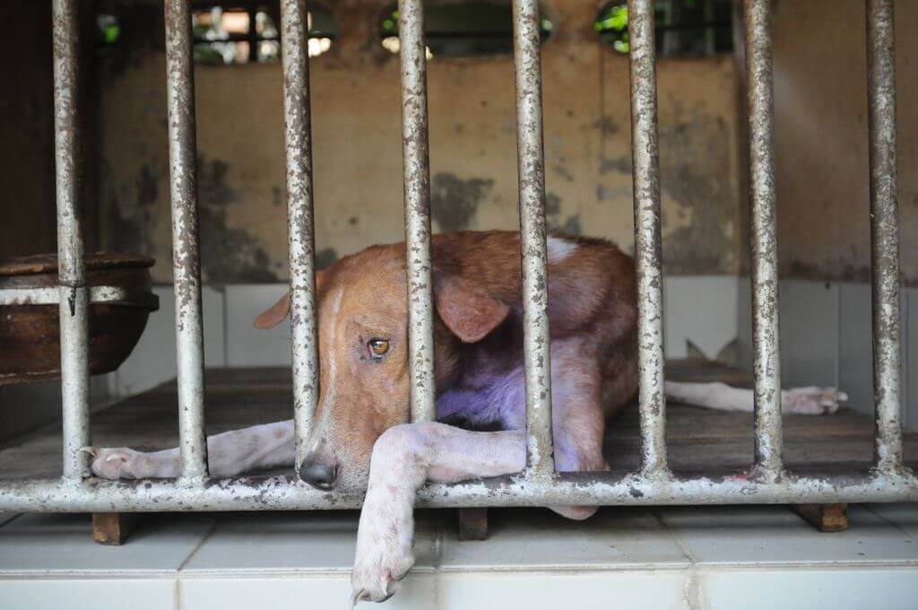 dog stray cage