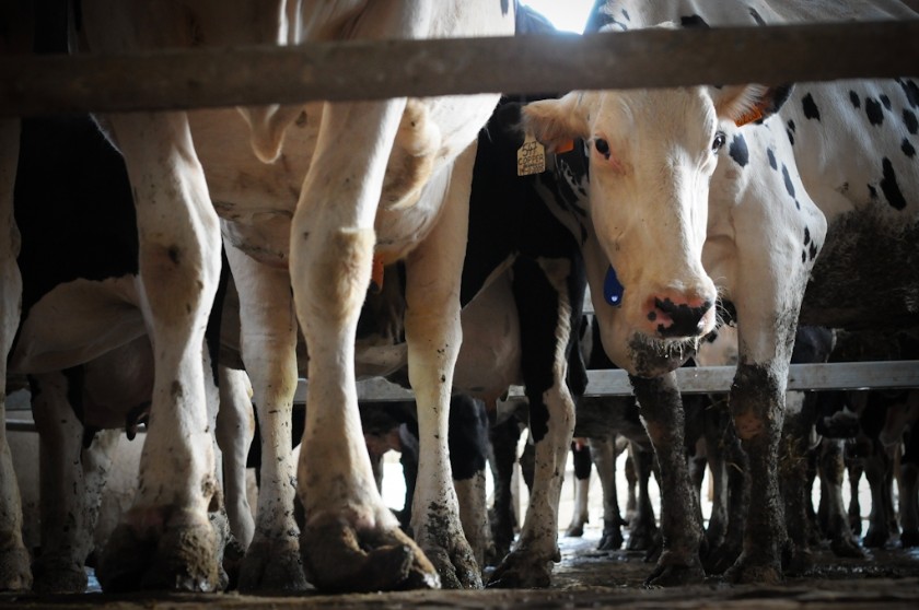 Ag Gag Laws: Allowing Animal Abuse While Silencing Activists