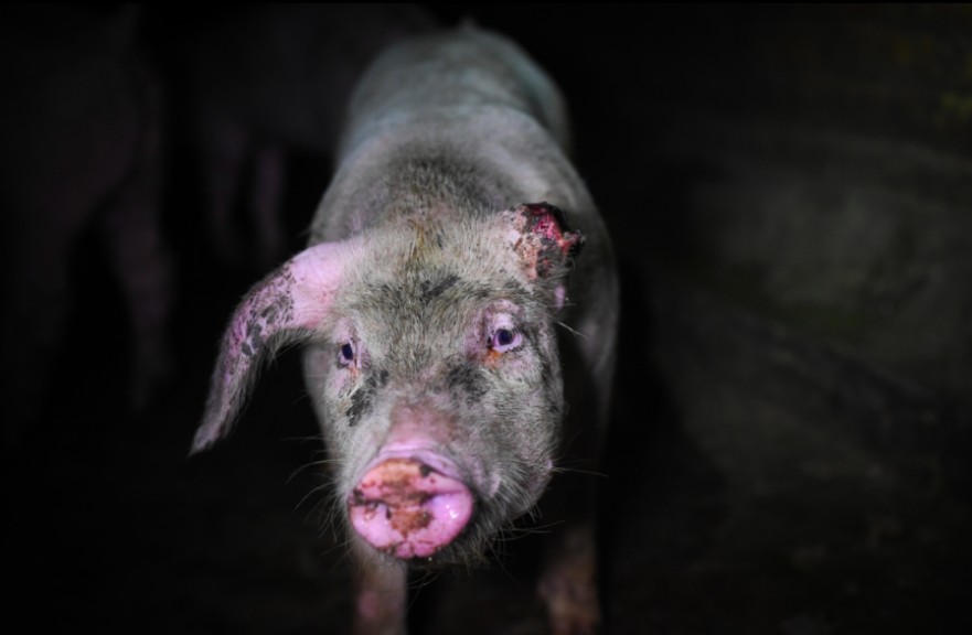 pig farming conditions and problems