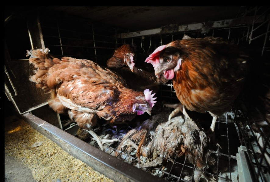 egg farming cruelty