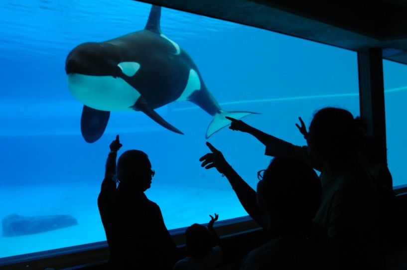cruelty in animal entertainment