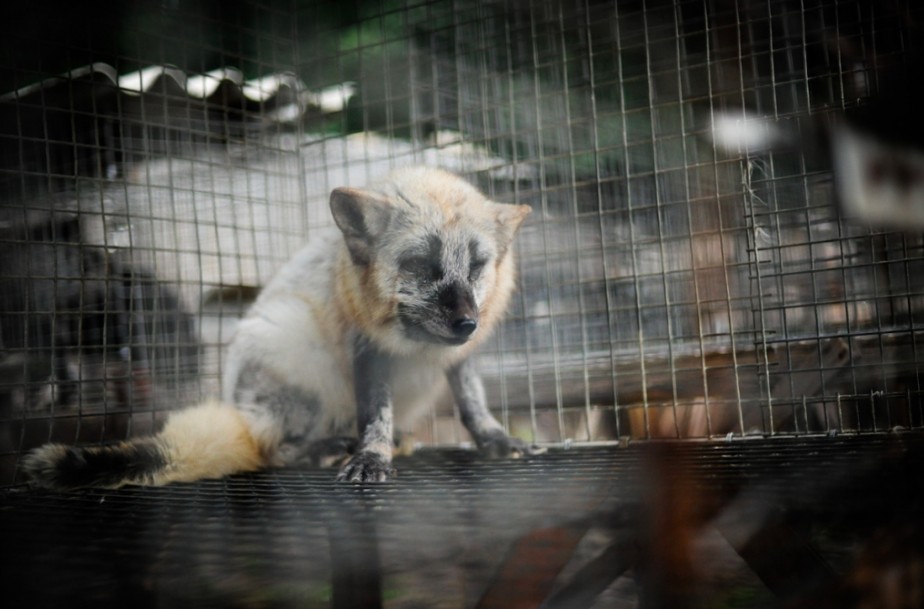 the fur industry