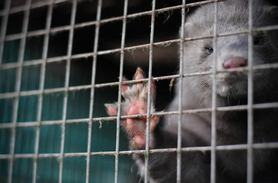 animals used for fur farming