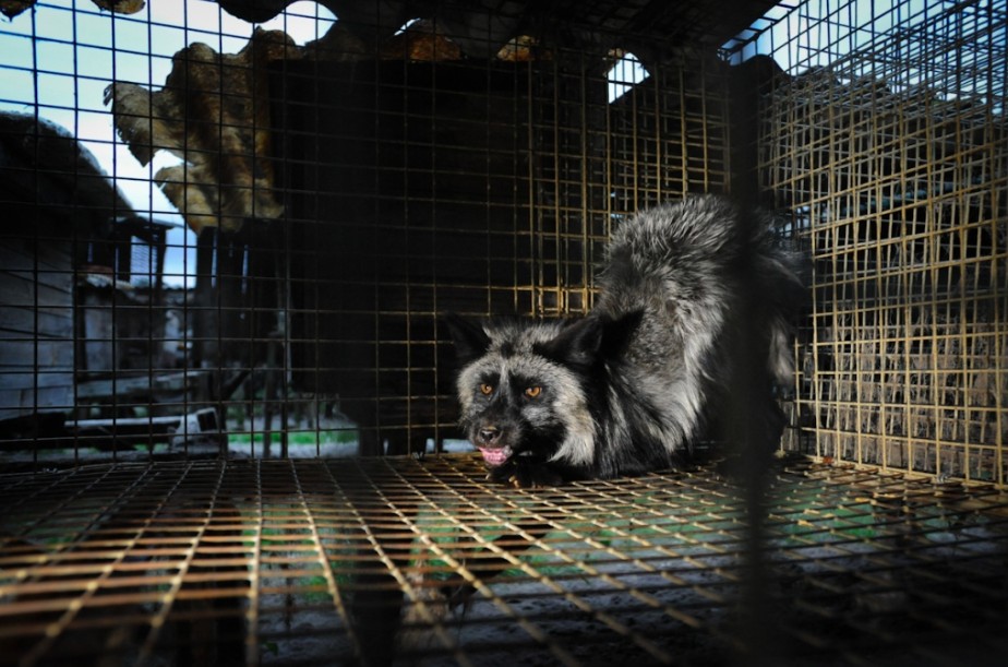 difference between farmed fur and wild fur
