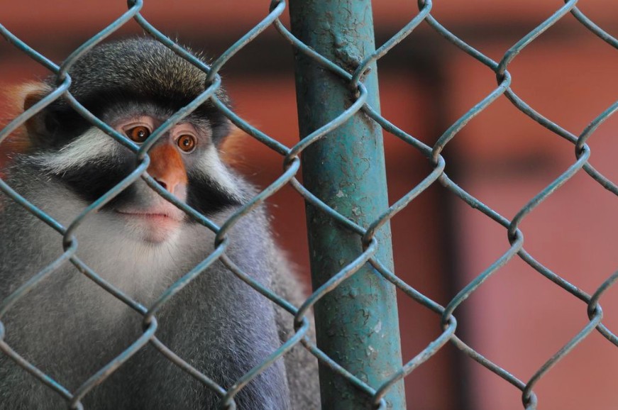 Animal Trafficking: The Wildlife Trade You Don’t Want to Believe Exists