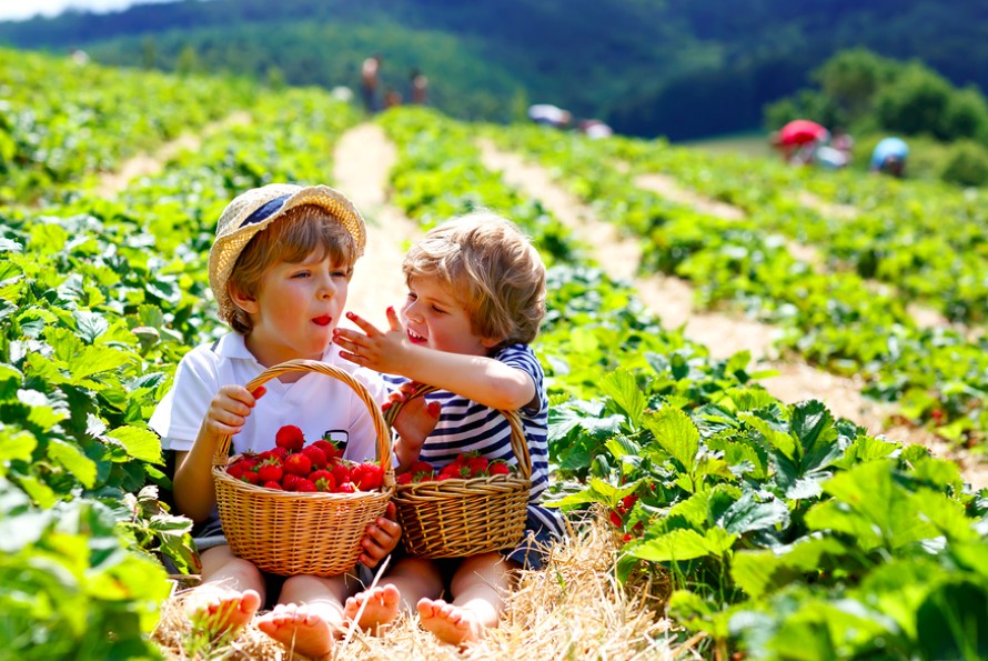 Vegan Snacks to Curb Your Hunger and Stay Healthy