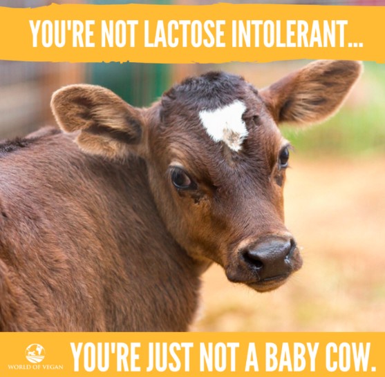 Dairy Industry Horrors It’s Neither Wholesome Nor Humane