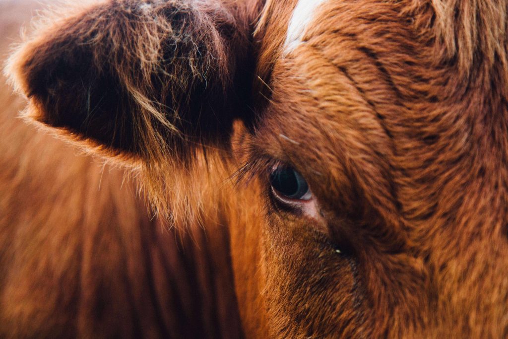 animal angry cow