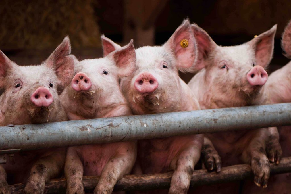 pig farm animal