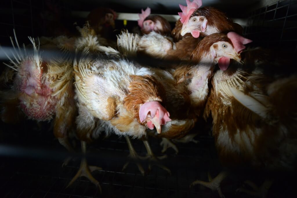 Harvard Law School Launches Animal Law and Policy Clinic