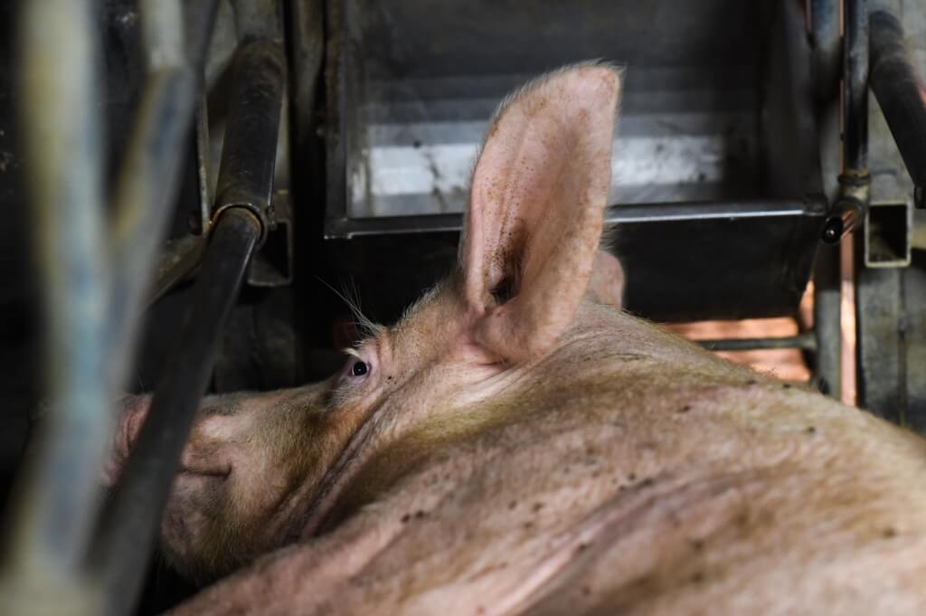 A Letter to the Most Factory-Farmed District in the United States