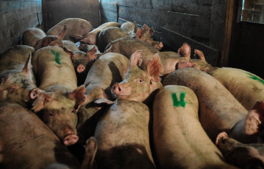 slaughterhouses-the-horrifying-secrets-about-how-meat-is-made