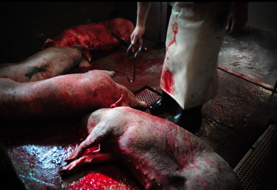 psychologic trauma slaughterhouse workers