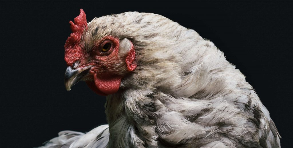 Here’s Why Animal Advocates Should Be Excited for 2019