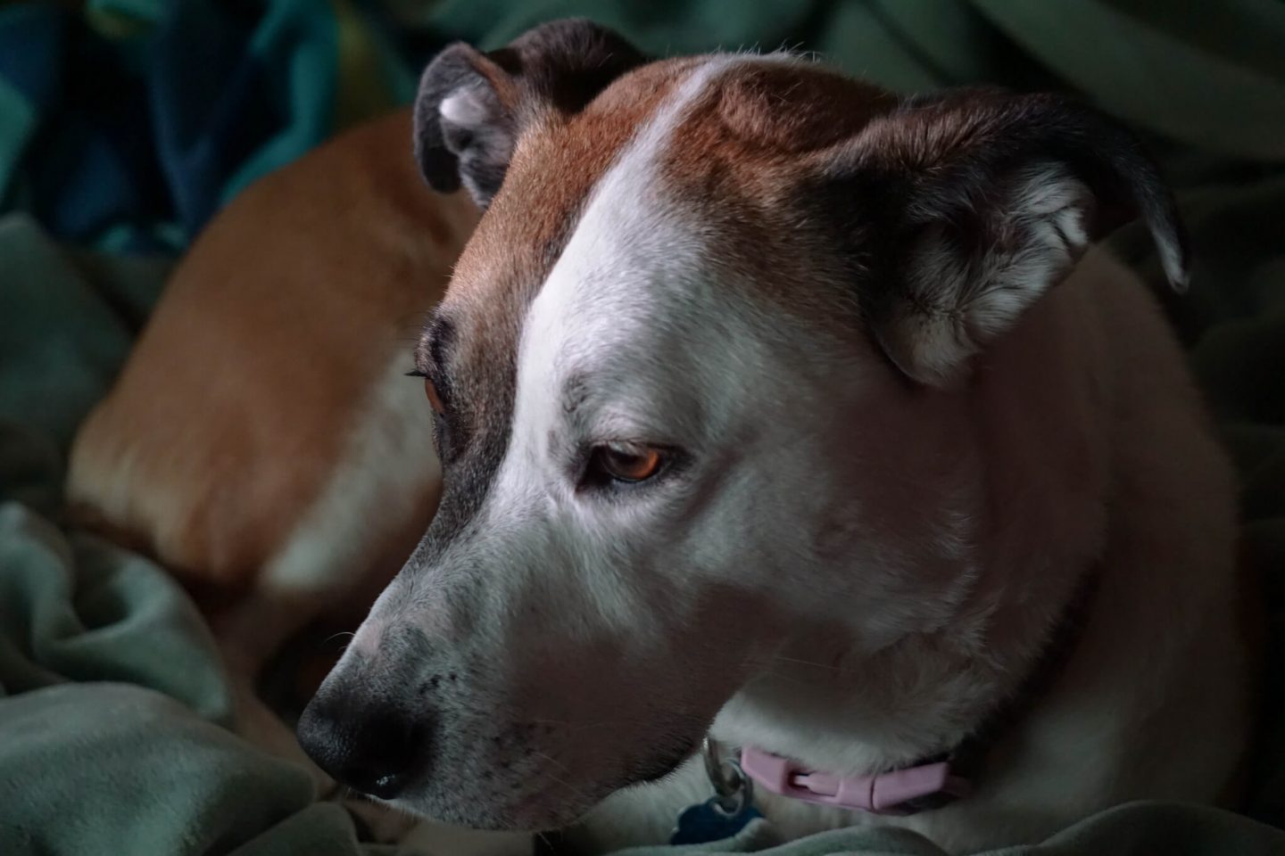 dog shelter rescue