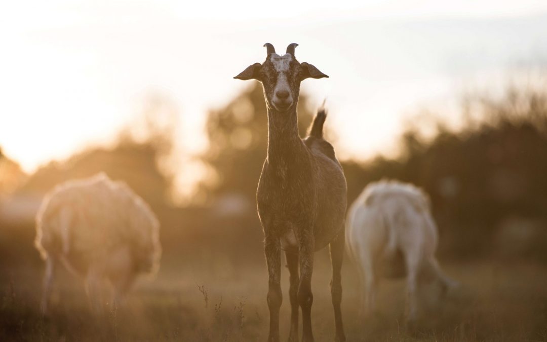 Book Review: Why We Love Dogs, Eat Pigs, and Wear Cows by Melanie Joy