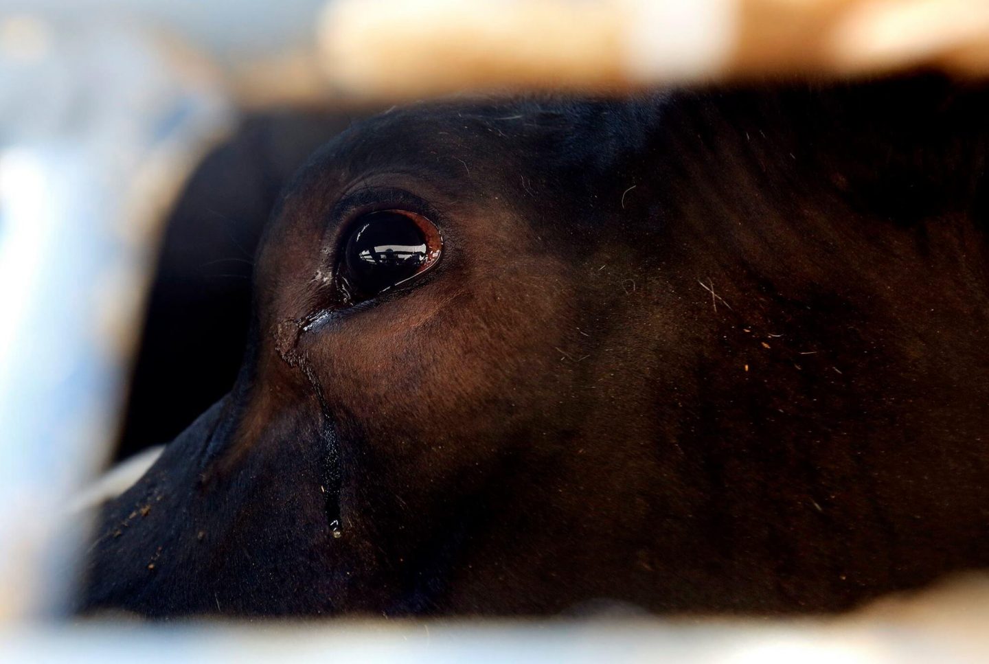 animal cow tear