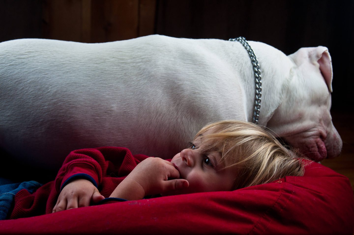 pitbull dog kid