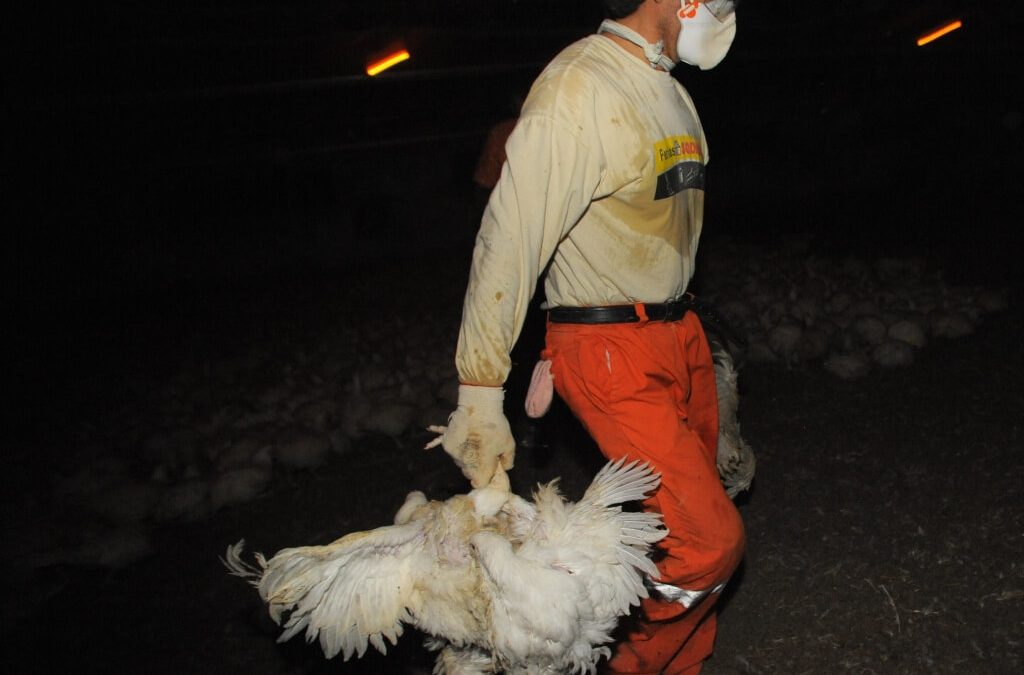 Yet Another Chicken Recall–We Really Shouldn’t Be Surprised