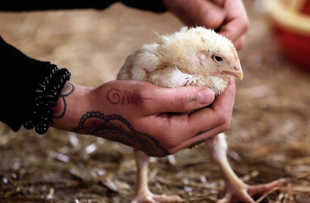 person holding chicken