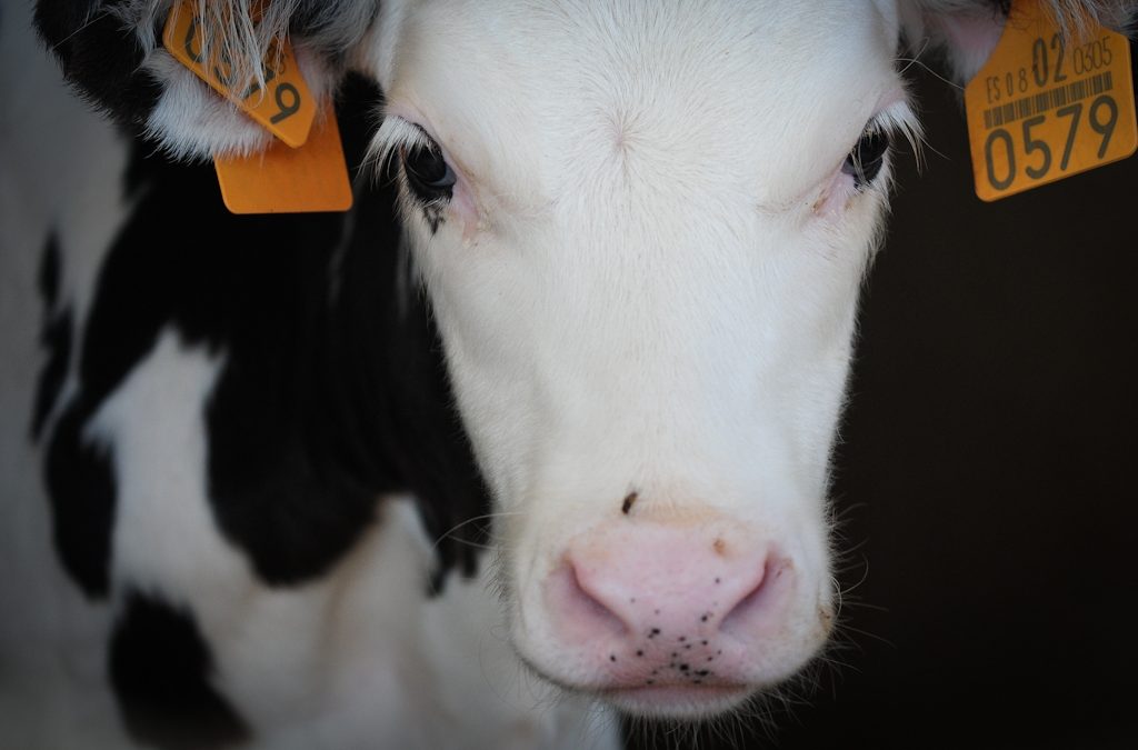 The Devastating Impact of the Dairy Industry on the Environment